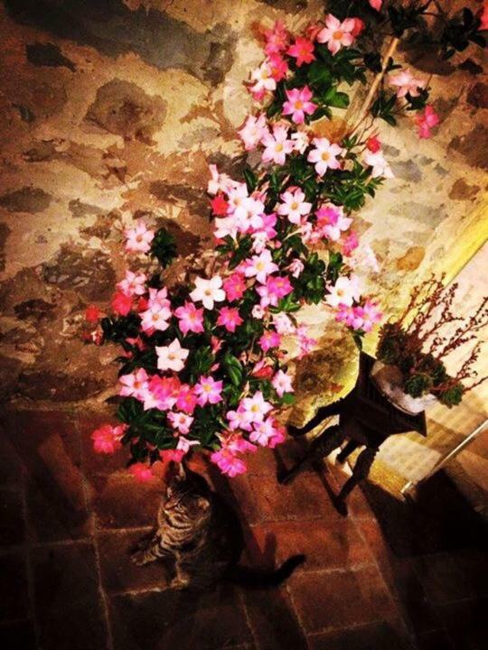 Podere La Fausta Serravalle Pistoiese Bagian luar foto